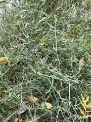 Brassica napus