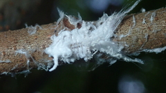 Poekilloptera phalaenoides