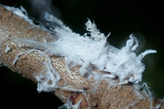 Poekilloptera phalaenoides