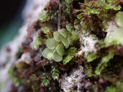 Calypogeia