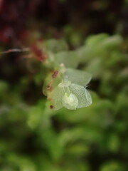 Calypogeia