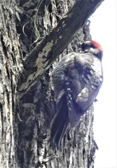 Dryobates stricklandi