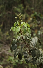 Spiranthera odoratissima