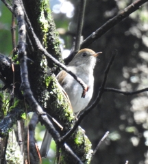 Catharus occidentalis