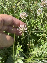 Trifolium repens