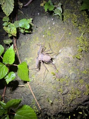 Amblypygi