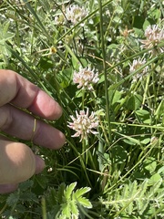 Trifolium repens