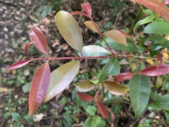 Syzygium australe