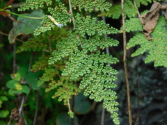 Myriopteris myriophylla