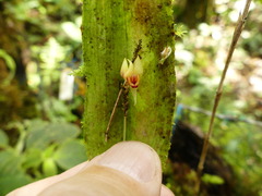 Lepanthes