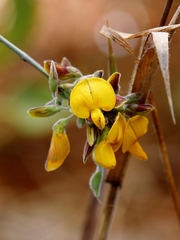 Aeschynomene paucifolia