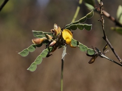 Aeschynomene paucifolia