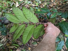 Diospyros fasciculosa