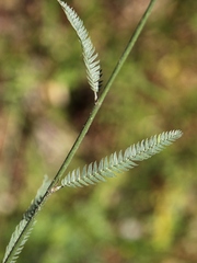 Aeschynomene paucifolia