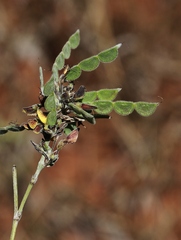 Aeschynomene paucifolia