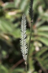 Aeschynomene paucifolia