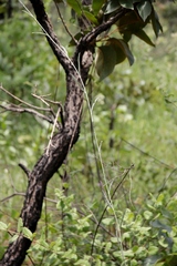 Aeschynomene paucifolia