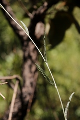 Aeschynomene paucifolia