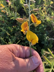 Crotalaria sagittalis
