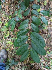 Diospyros fasciculosa