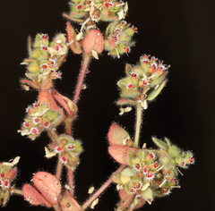 Euphorbia setiloba