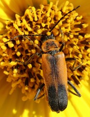 Chauliognathus limbicollis