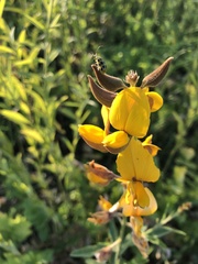 Crotalaria sagittalis