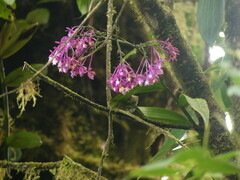 Epidendrum porphyreum