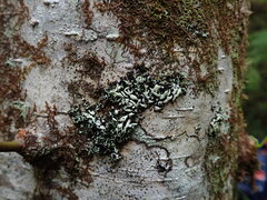 Menegazzia