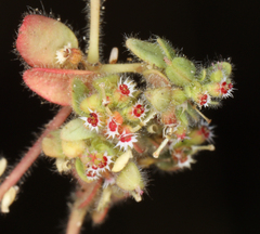 Euphorbia setiloba
