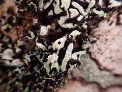 Menegazzia