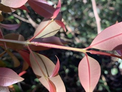 Syzygium australe