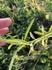Crotalaria sagittalis