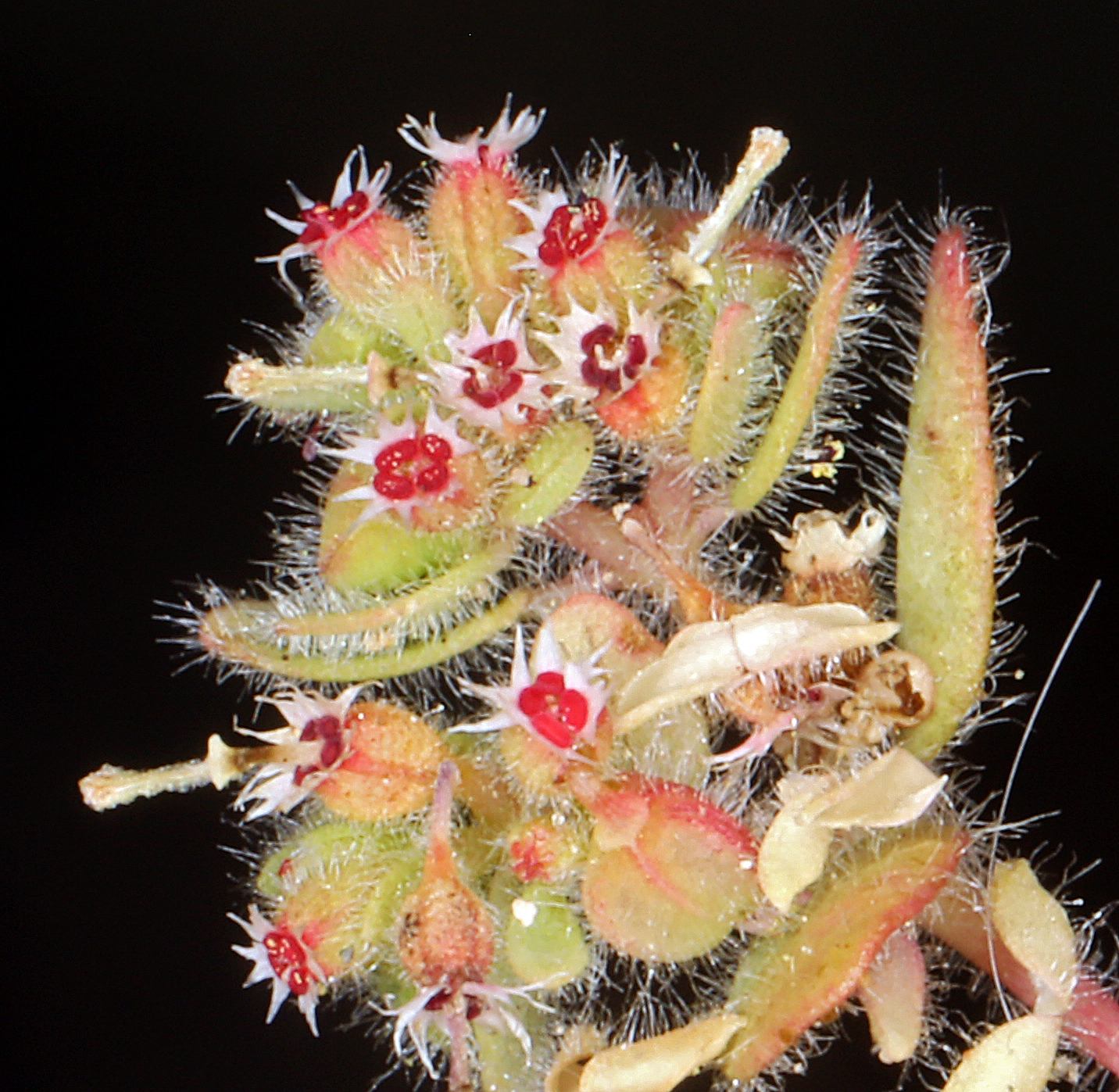 Euphorbia setiloba