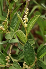 Croton antisyphiliticus