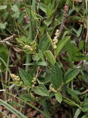 Croton antisyphiliticus