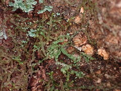 Douinia ovata