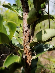 Erythroxylum suberosum