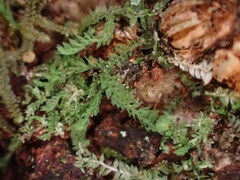 Douinia ovata