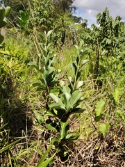 Erythroxylum suberosum