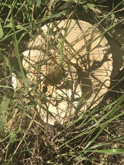 Leucopaxillus paradoxus