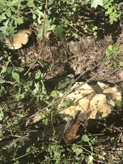 Leucopaxillus paradoxus