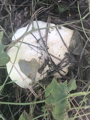 Leucopaxillus paradoxus