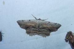 Lytrosis unitaria