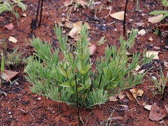 Anemopaegma arvense