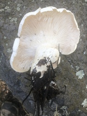 Leucopaxillus paradoxus