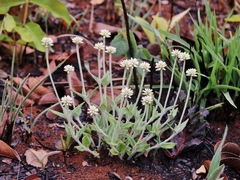 Pfaffia sericantha