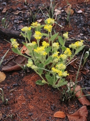 Waltheria communis