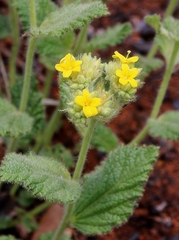 Waltheria communis