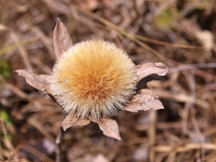 Lessingianthus venosissimus